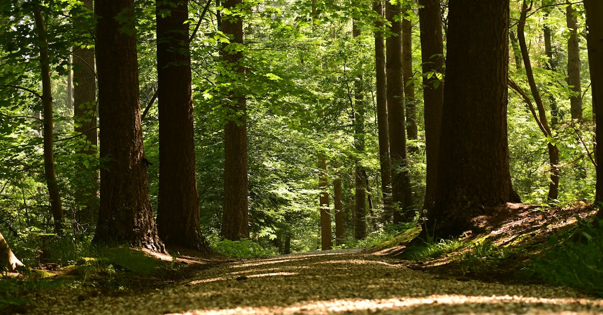 découvrez tout sur la sérotonine, le neurotransmetteur vital qui régule l'humeur, l'appétit et le sommeil. apprenez comment son équilibre influence votre bien-être et explorez des méthodes naturelles pour optimiser sa production.